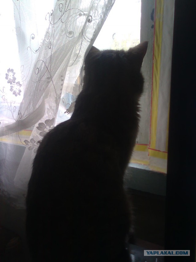 Котовторник 19.04.2016