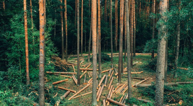 Норвегия - первая страна мира, отказавшаяся от вырубки лесов