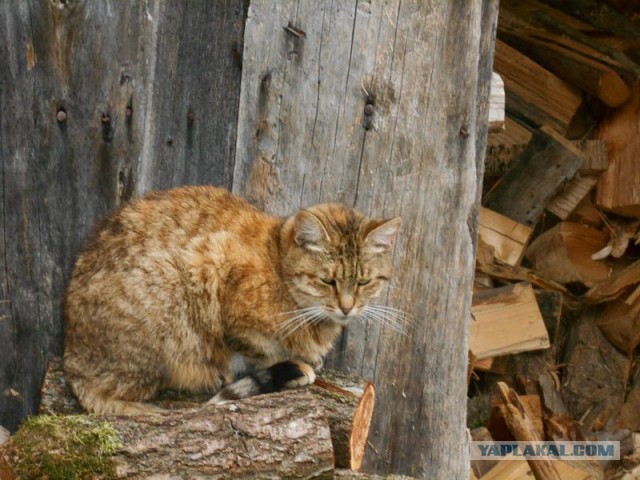 Жизнь домашнего приюта для котеек 123