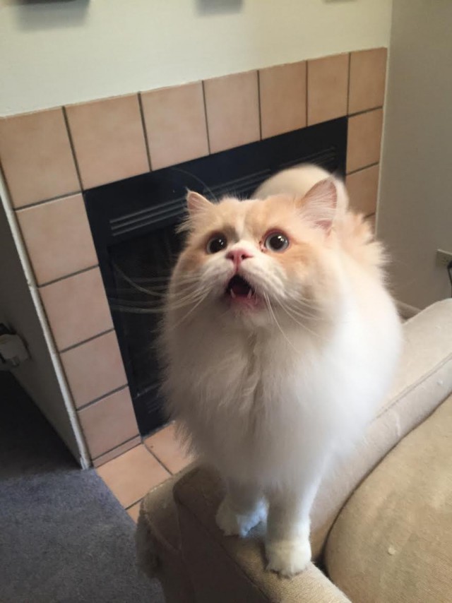 Коты из сети