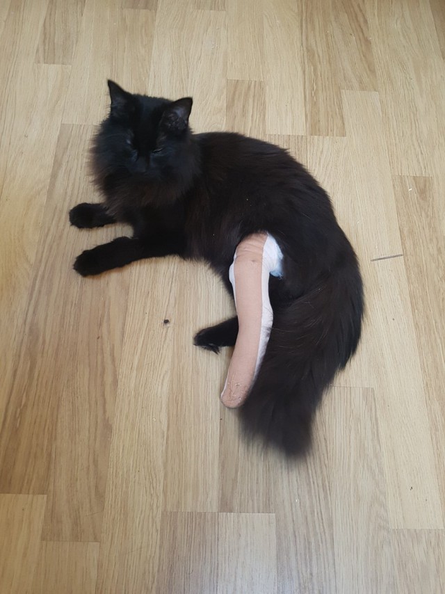 Коты из сети