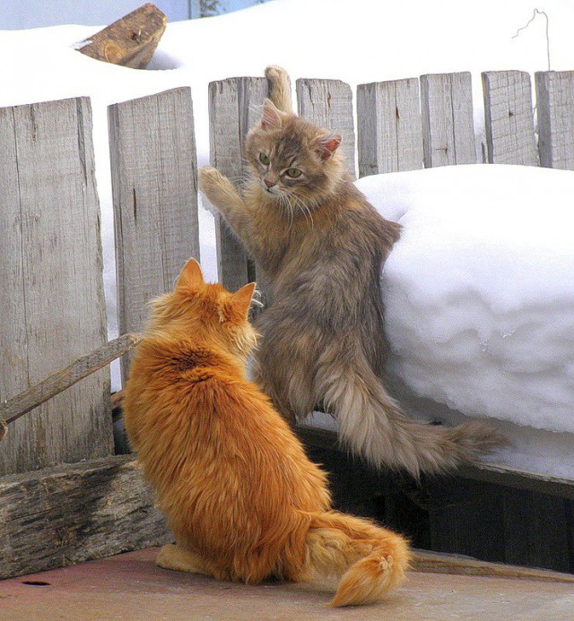 Коты и Кошки