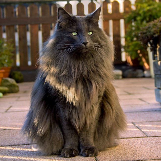 Коты и Кошки