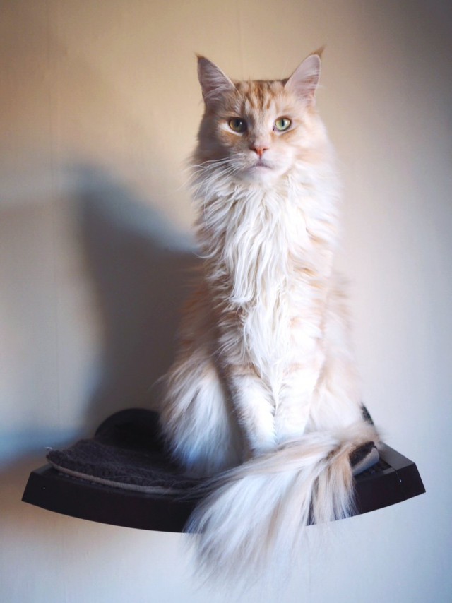Коты и Кошки