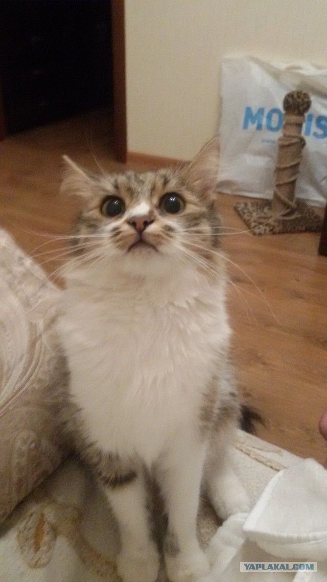 Котовторник 18.04.2017