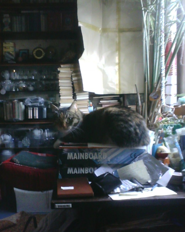 Котовторник 16.05.2017