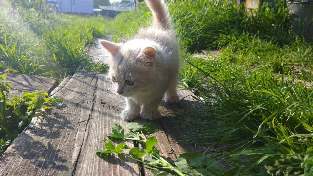 Осеннему котовторнику быть!