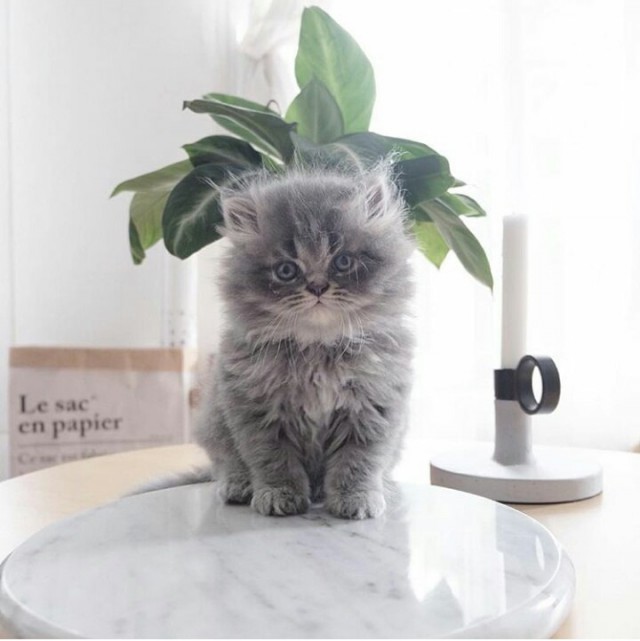 Коты и Кошки