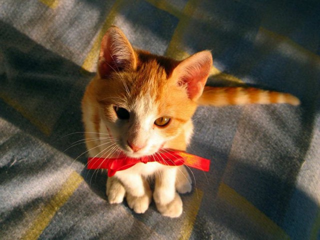 Коты и Кошки