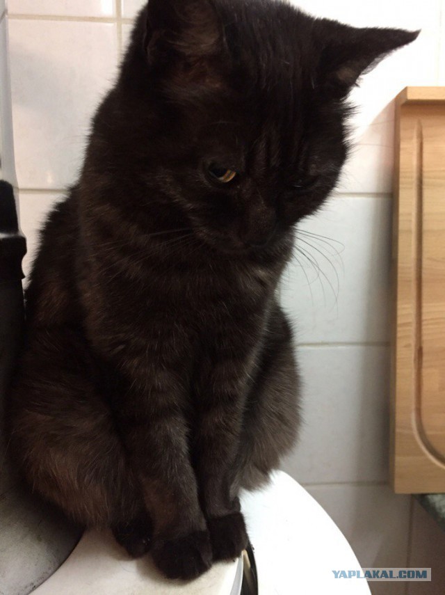 Котовторник  05.12.2017