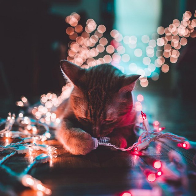 Коты и Кошки