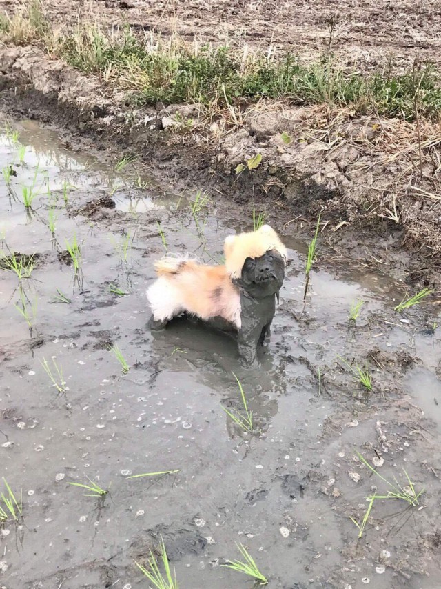 Живность из сети
