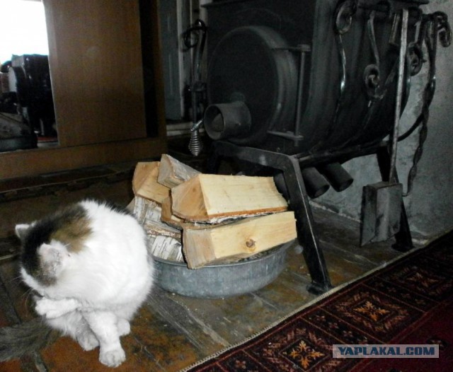 Котовторник  13.02.2018