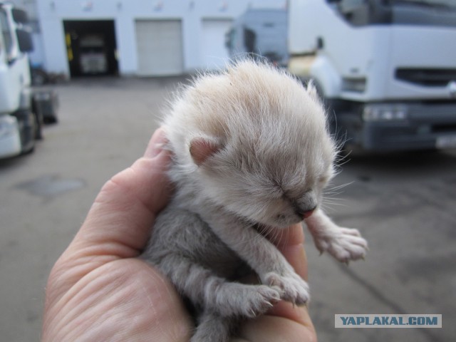 Пёстрая кошка Кудабля, или Васькина любовь