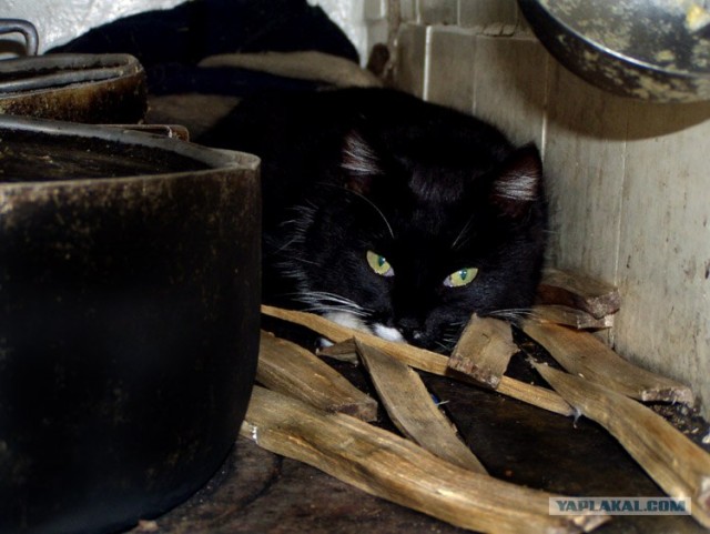 Котовторник (13.01)