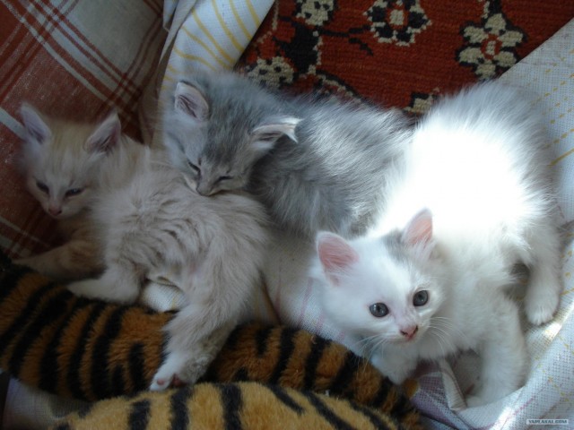 Десантный котовторник