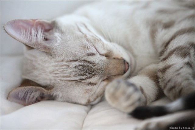 Котовторник! 08.11.11
