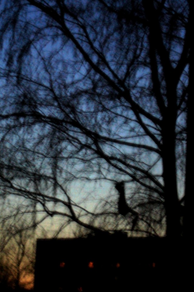 Котовторник (14.02.2012)