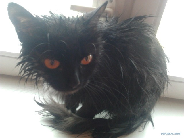 Котовторник 22.05.2012