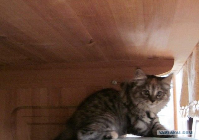 Котовторник 10. 07. 2012