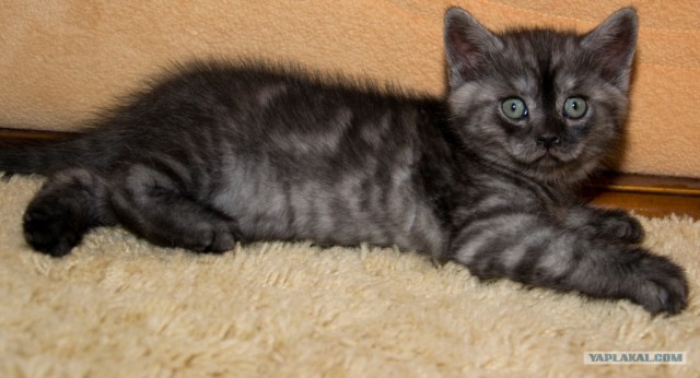 Котовторник 24.07.2012