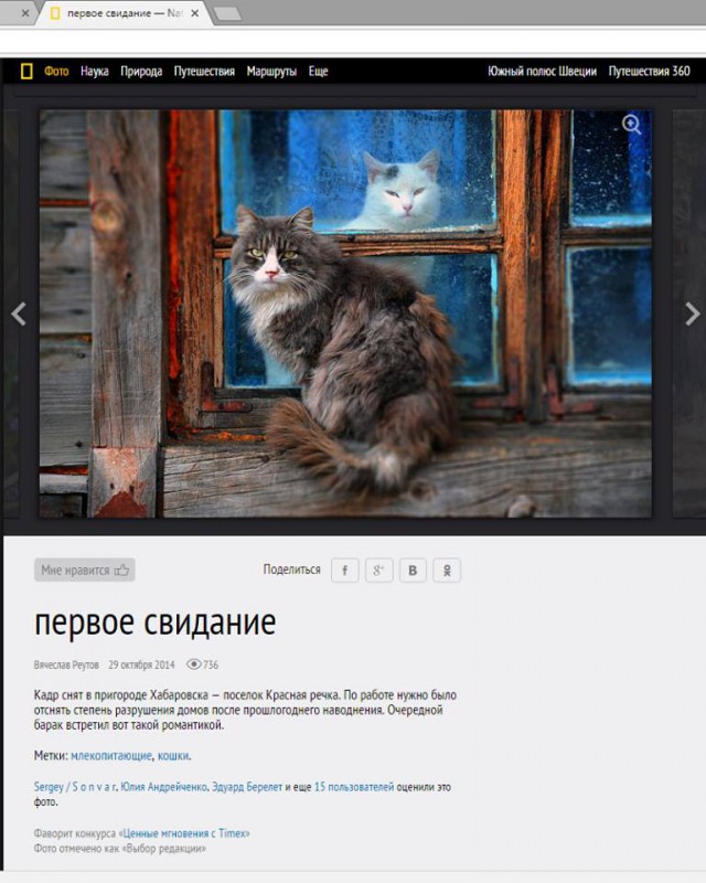 Вся красота уличных котов