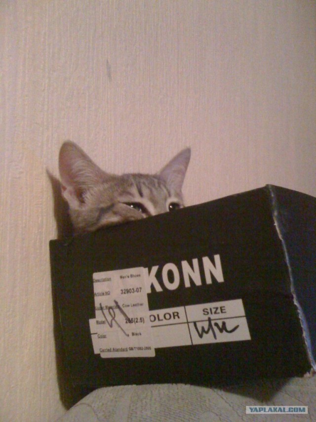 Котовторник 07.08.2012