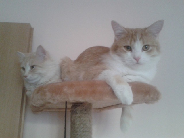 Котовторник  21.08.12
