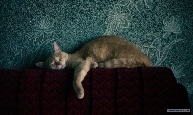 Котовторник  16.10.12