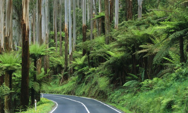 А вот Австралия идет своим «комфортным» путем – не шахты закрывают, а миллиард деревьев высаживают до 2050 года