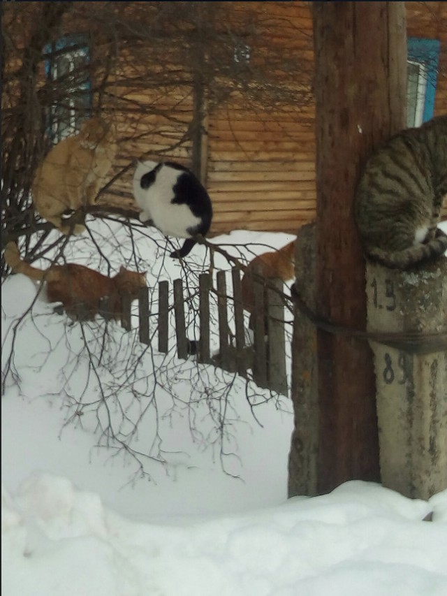 Забавные фото котеек