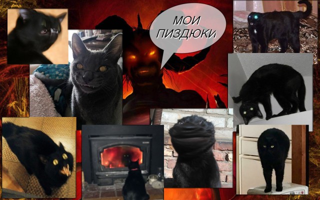 S-котство