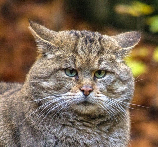 Дикий котовторник 20.08.19