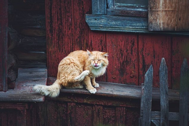 Деревенские котейки