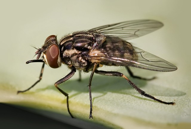 Слепень: Сосёт как 70 комаров одновременно! Цикл жизни деревенской мухи-вампира