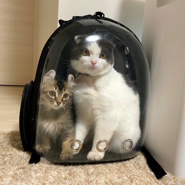 Эти забавные животные