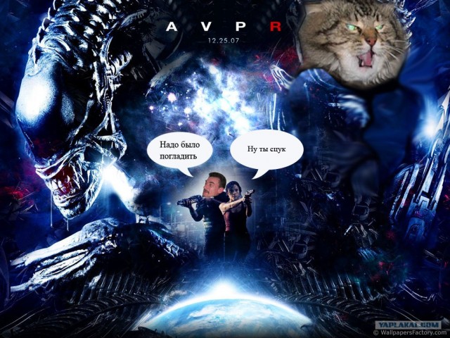 Злой кот