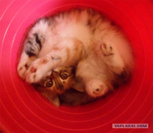 Котовторник. Тара - наше всё!