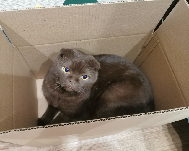 Моя красотка