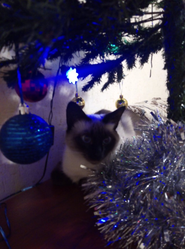 Котовторник. Добавляйте своих