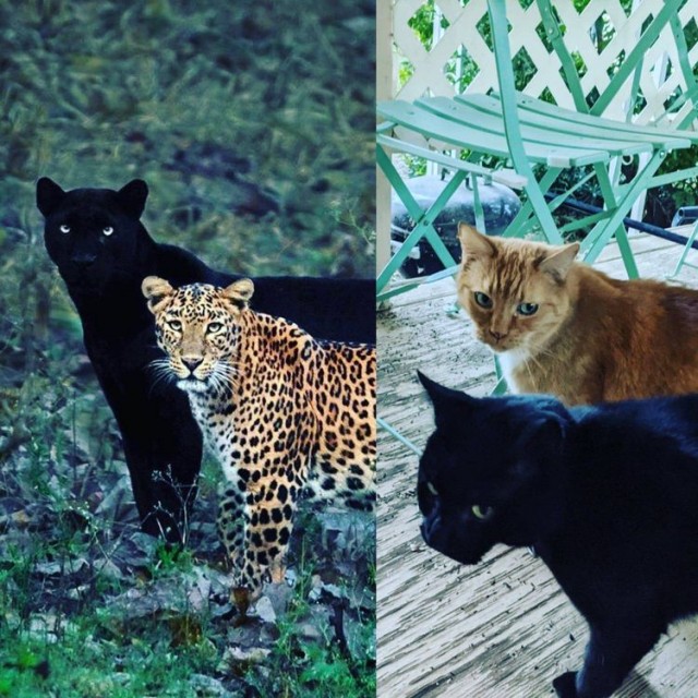 20 забавных и увлекательных фотографий, которые сделают день ярче и покажут нечто новое