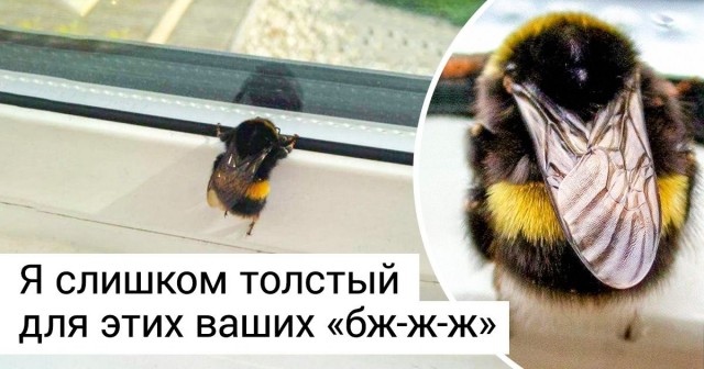 Сокол в суперпозиции.