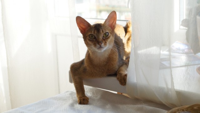 Котовторник (свои добавляем)