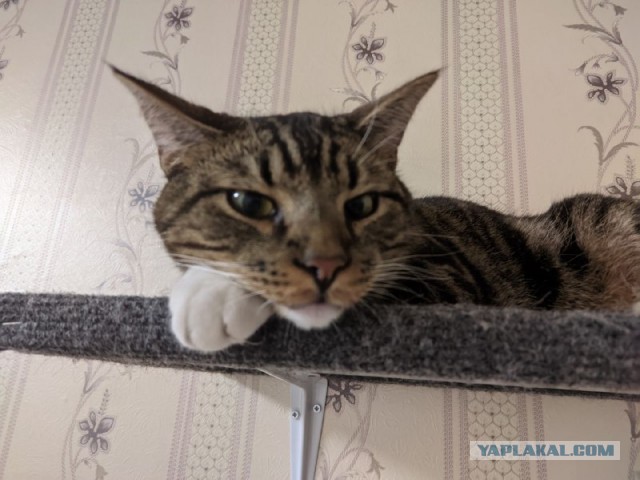Котовторник 14.09.2021