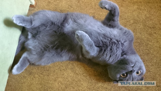 Солнце котовторника уже встало, Господа!