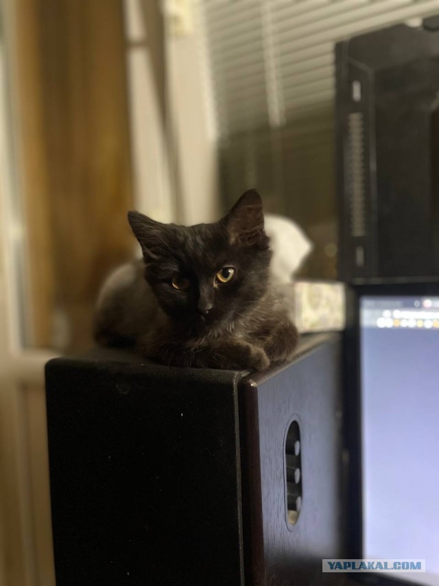 Котовторнику быть