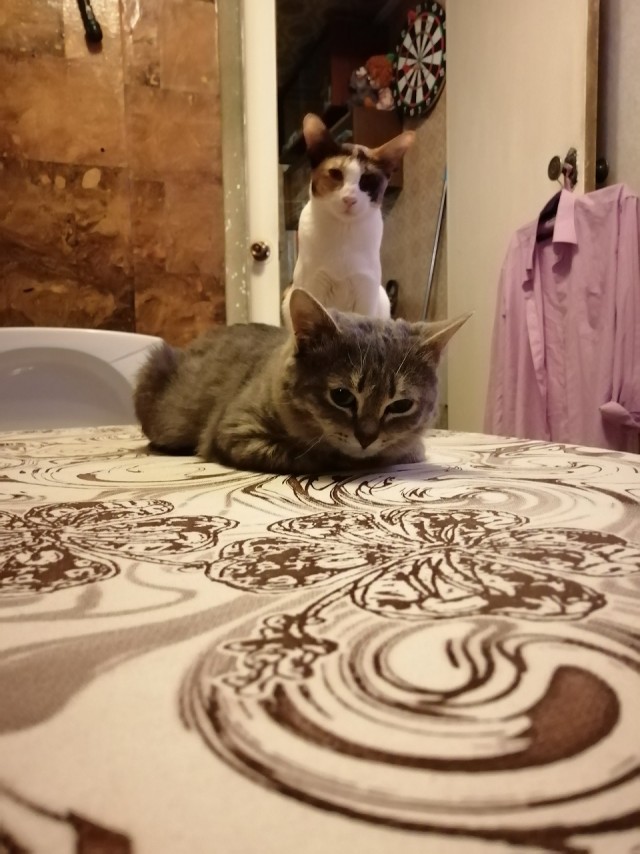 Вторник. Котэ. Пора