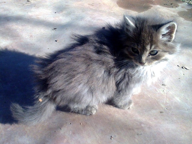 Котовторник 21.12.21