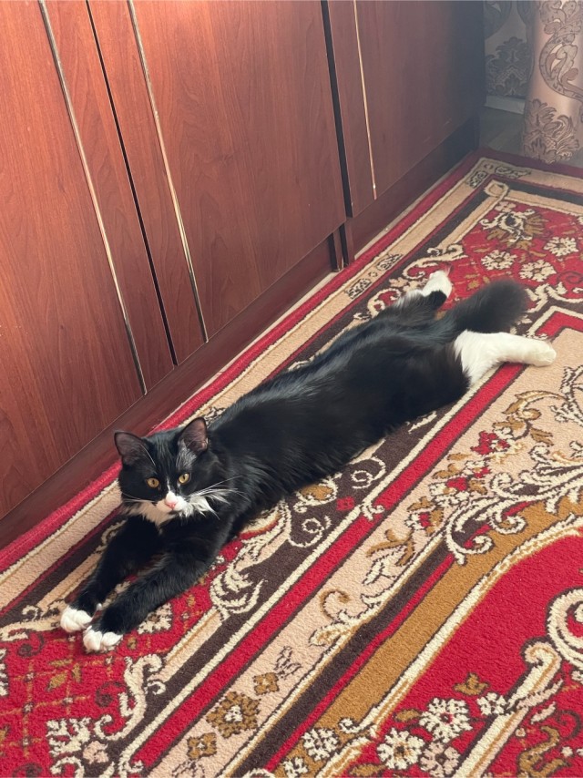 Что-то котовторник никто не начинает...