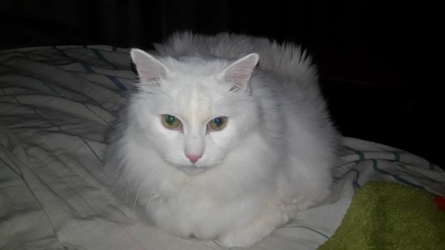 Котовторник. Февраль